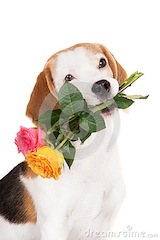 Beagle i róże.jpg